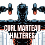 Illustration curl marteau haltères renforcement bras