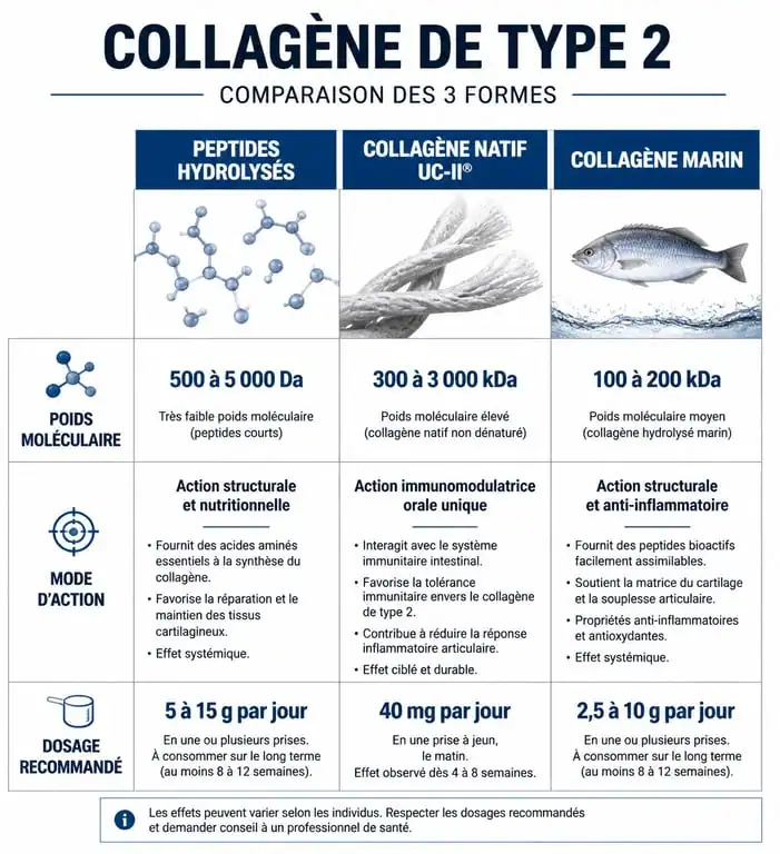 Comparatif des différentes formes de collagène type 2 pour le confort articulaire