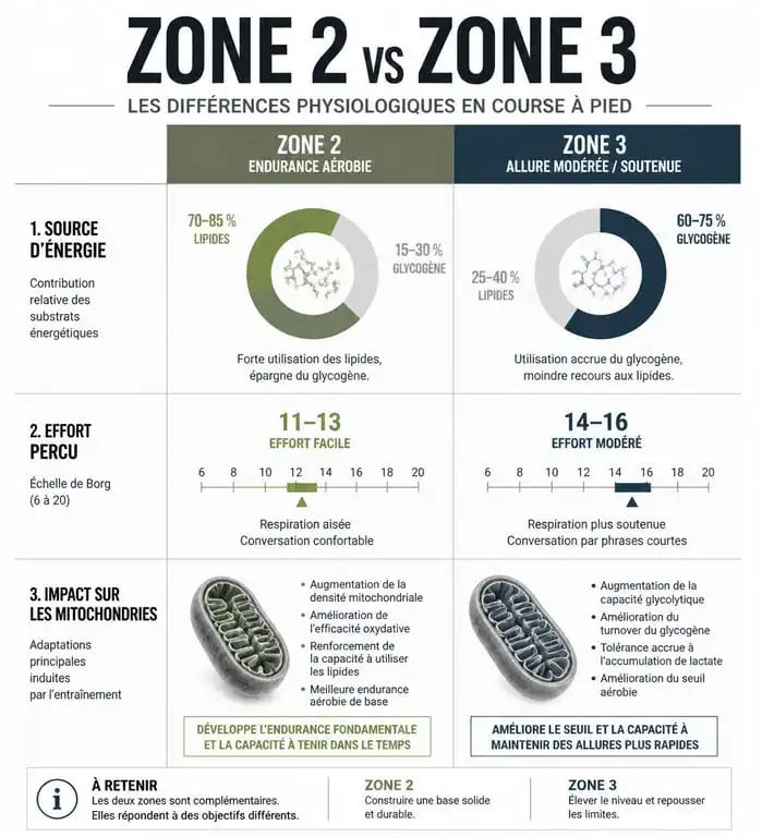 Infographie comparative des zones d'endurance fondamentale zone 2 et zone 3 pour le running