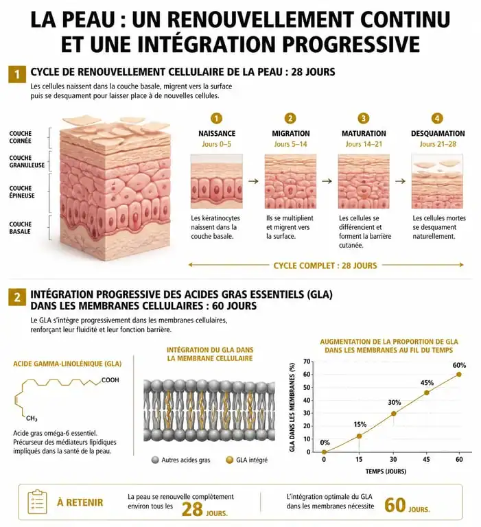 Infographie sur la durée d'une cure d'onagre et bourrache et le cycle de renouvellement cellulaire