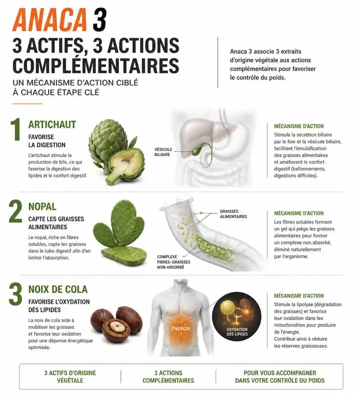 Infographie sur le fonctionnement des actifs Anaca 3 pour la perte de poids