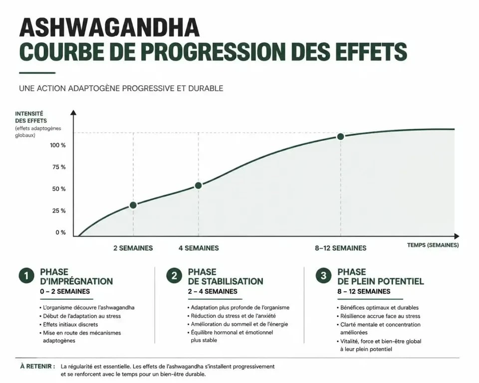 Infographie montrant le délai d'action de l'ashwagandha sur le stress et le sommeil : de l'imprégnation à l'effet optimal.