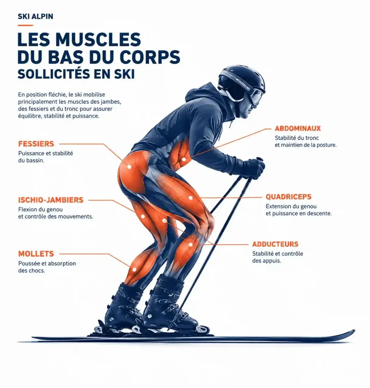 Schéma des muscles à renforcer pour la préparation physique au ski : quadriceps, ischio-jambiers, fessiers, adducteurs, mollets et abdominaux